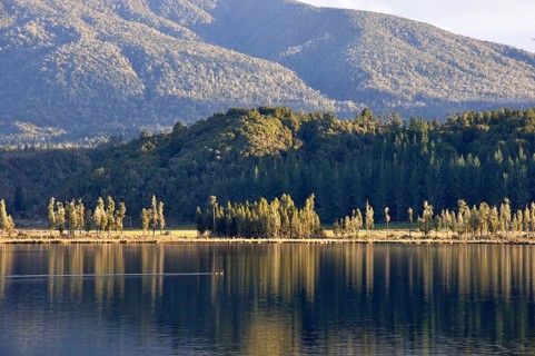 Pair of black swans, Cygnus atratus, on Lake Haupiri, West Coast, South Island, New Zealand