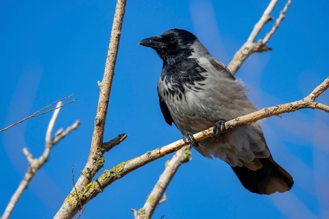 Hooded Crow