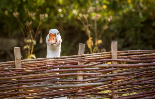 Bird portrait with a white goose stretching its neck over the farm wattled fence