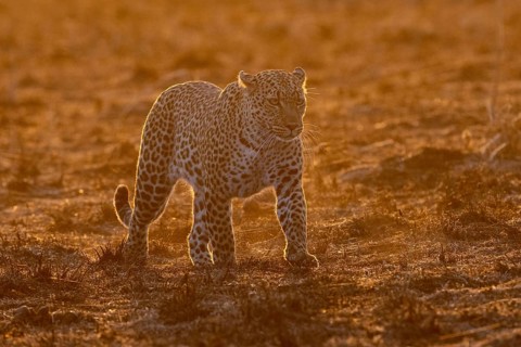 A leopard in the morning light runs through the savannah