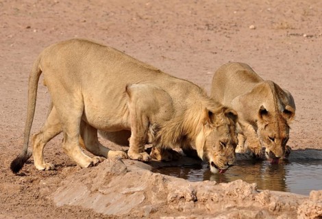 Lions drinking in the Kgalagadi Transfrontier Park, Kalahari Desert, South Africa