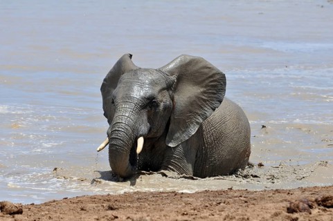 An African Elephant in the Addo Park, South Africa