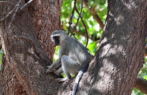 A vervet monkey in a tree in the Kruger National Park, South Africa