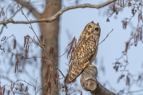 Short-eared Owl (Asio flameus) perched on a branch. Bas Rhin, Alsace, France