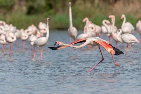 Flamingo (Phoenicopterus roseus) taking off from a pond. Saintes Maries de la Mer, Parc naturel