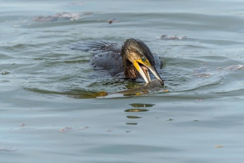 A large eel struggles to escape from a great cormorant (Phalacrocorax carbo)