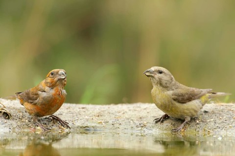 A pair of Red Crossbills (male and female) drinking water. A pair of Red Crossbills drinking water