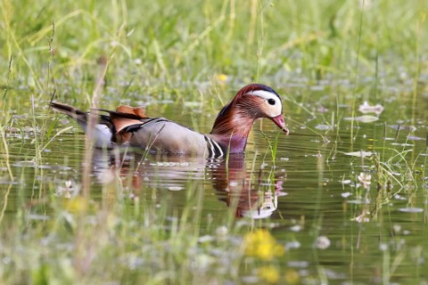 Male mandarin duck (Aix galericulata) swimming in a pond on a flooded meadow, Burghausen, Upper