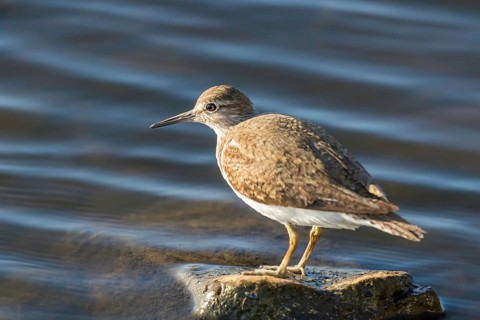 Common Sandpiper Water Bird (Actitis hypoleucos)