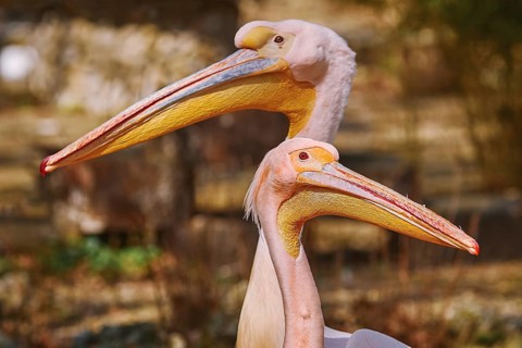 Portrait of Two Pink Pelicans Varna, Bulgaria