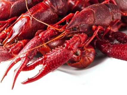 Red boiled crawfishes over the white background