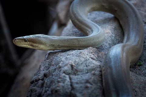 Olive python (Liasis olivaceus), also known as olive-coloured python, Ubirr, Northern Territory,