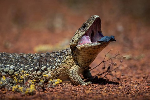 Blue-tongued skink or shingle-backed skink, also known as pine cone lizard (Tiliqua rugosa),
