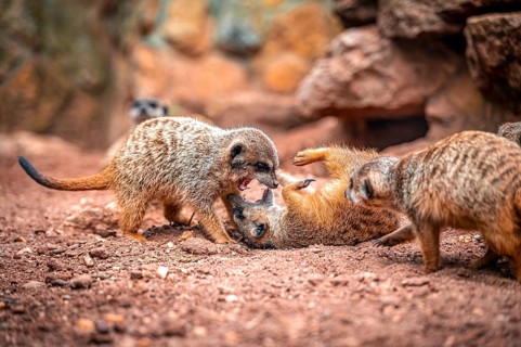 Several meerkat (Suricata suricatta) on sandy ground, two are in a lively interaction, Eisenberg,