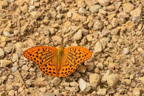 Emperor Cloak (Argynnis paphia) on stone ground