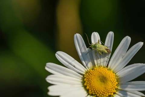 Potato capsid (Closterotomus norwegicus) on a daisy