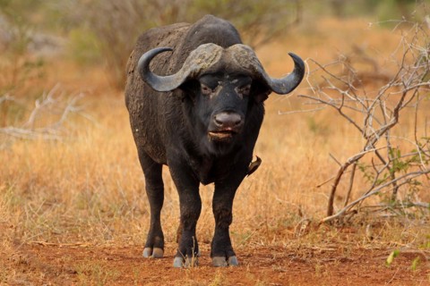 African buffalo