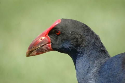 Portrait of Pukeko or purple swamphen, Porphyrio porphyrio