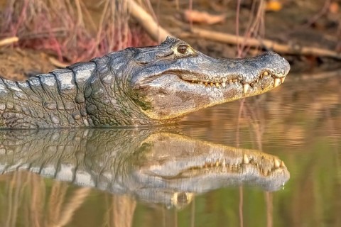 Spectacled caiman (Caiman crocodilus yacara), Crocodile (Alligatoridae), crocodile (Crocodylia),