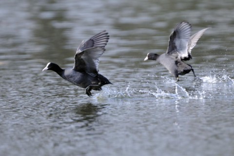 Eurasian Coot fighting for territory, Black Coot, Fulica atra, Eurasian Coot