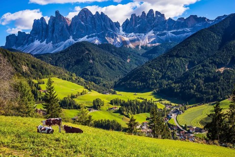 Lovely sunny day in Naturpark Puez-Odle. Val de Funes valley, Dolomites. Farm cows resting in the