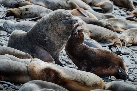 Maned seals (Otaria flavescens) showing readiness to mate, Bleaker Island, Falkland Islands, Great