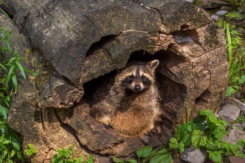 Funny image with a cute raccoon in a hollow stump. Picture taken in the WIld Park from Pforzheim,