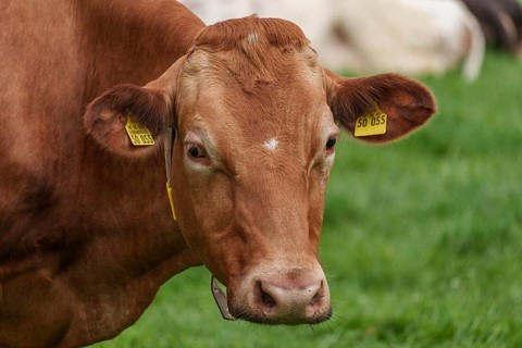 Close-up of a brown cow with ear tag in a meadow, borken, münsterland, germany