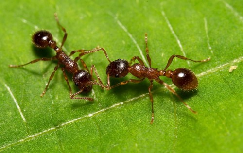 Macro shot of red wood ants. Formica rufa