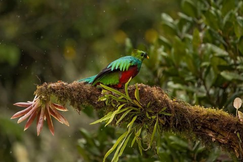 Resplendent quetzal, costarica
