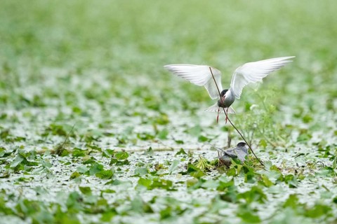 Pelecanus onocrotalus, Tulcea, Romania