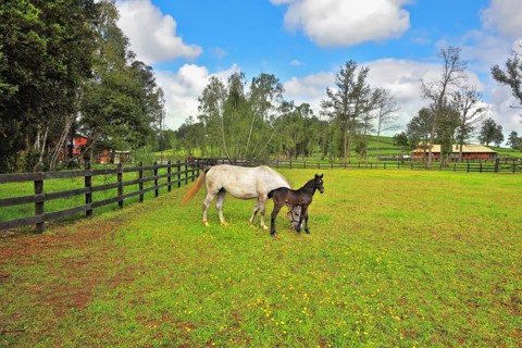 Beautiful white horse with a charming black colt. The rich country estate, with the special fence