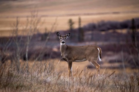 Cypress Hills Alberta Saskatchewan in the hills Alberta