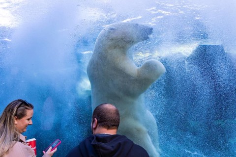 People watching polar bear in Assiniboine Park Zoo, Winnipeg, Canada