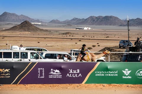 Dwarf jockey rides camel at the Al Ula Camel Cup at Mughayra Heritage Sports Village, Al Ula, Saudi