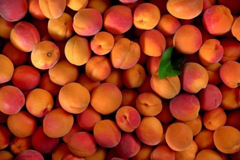 Top down view, pile of apricots, and one green leaf, Liptovsky Hradok, Slovakia