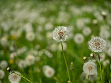 Dandelion (Taraxacum), dandelions, in a meadow, Offenbach am Main, Hesse, Germany