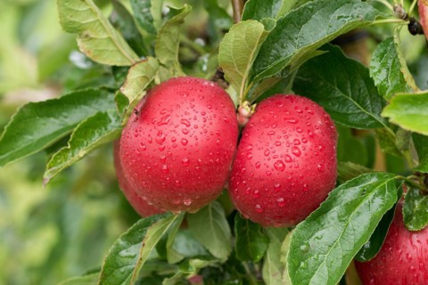 Apple (Malus domestica 'Idared'), Cambridge Botanical Garden, Germany