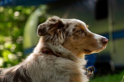 A young Australian Shepherd, with red merle colouring rests at a family campground with an American