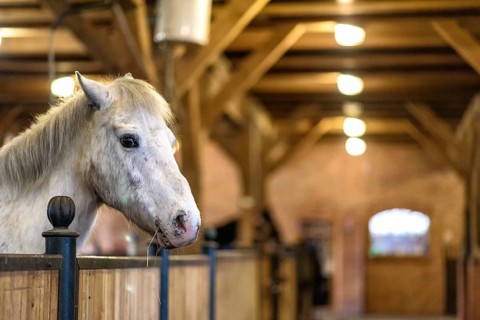 White horse in a stable on a farm in eastern Poland in Europe