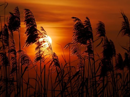 Reeds in the sunset on the Havel in Berlin