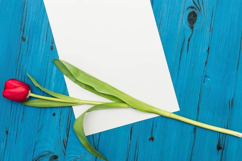 One red tulip and sheet of paper for your greetings on the background of blue wooden board