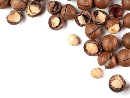 Set of macadamia nuts on white background. Set of macadamia nuts - whole unshelled, with open