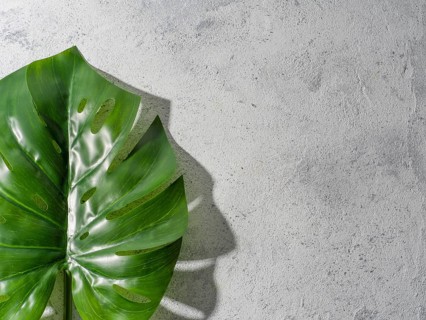 Monstera leaf on gray stone background. Tropical plant monstera in hard light. Copy space for text.