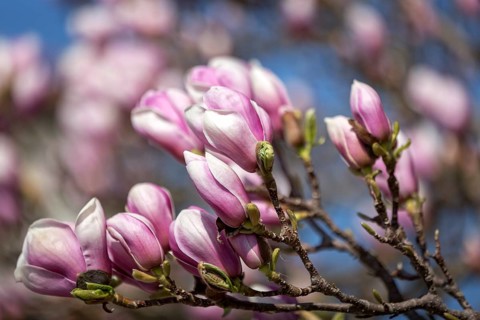 Magnolia blossom in spring