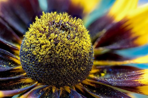 Rudbeckia belongs to Asteraceae or composite family. The flowers, native to North American feature
