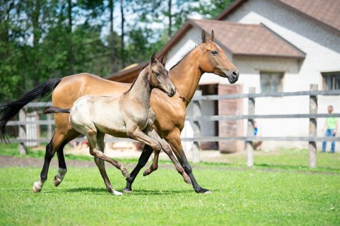 Running purebred akhalteke dam with foal in the paddock