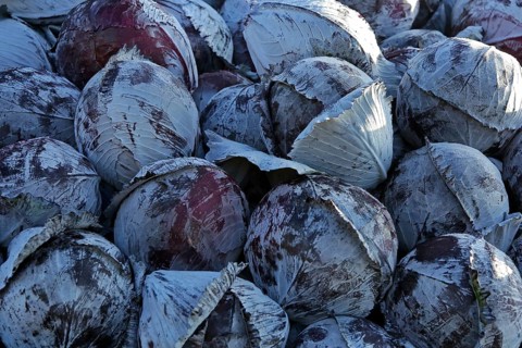 Red cabbage