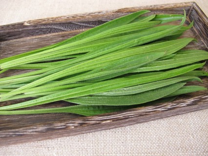 Freshly picked green leaves of ribwort plantain on a wooden tray for further use in naturopathy