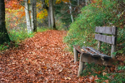 Autumn scenery with an weathered wooden bench on the side of an alley covered by dried colorful
